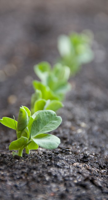 Seedlings Sprouting After Treating